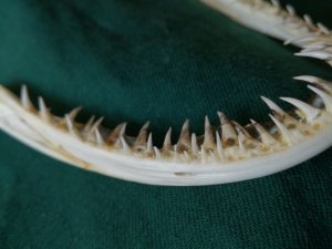 Gebiss Seeteufel 1.jpeg