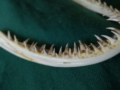 Gebiss Seeteufel 1.webp Gebiss Seeteufel 1.webp