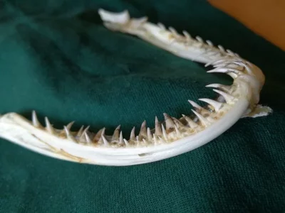 Gebiss Seeteufel 2.webp Gebiss Seeteufel 2.webp