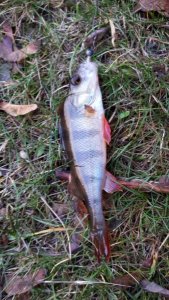IMG-20181114-WA0000.jpg