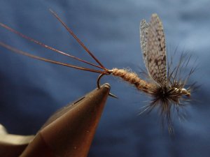 P1240292.JPG P1240292.JPG