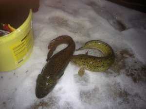 IMG-20190127-WA0000.jpg IMG-20190127-WA0000.jpg