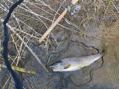 51er Bachforelle 2018.webp