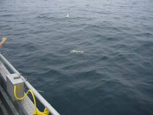 P1020336.JPG P1020336.JPG