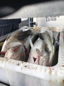 ee1ecfc4-8f0b-4c68-a0cb-4e45a333ecd8.JPG ee1ecfc4-8f0b-4c68-a0cb-4e45a333ecd8.JPG