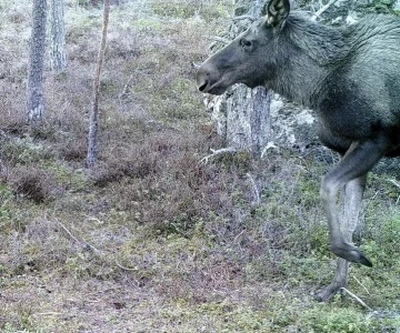 PICT0006-2.webp PICT0006-2.webp