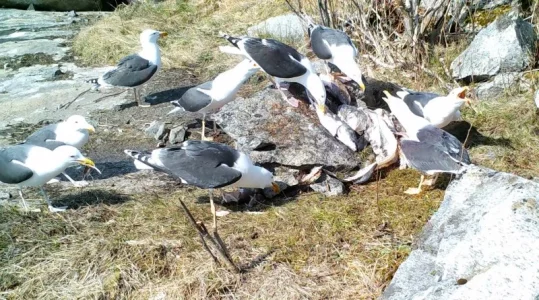 SIN_0075-2.webp SIN_0075-2.webp