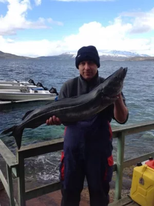 Seelachs 111 cm bei 8,5 kg.webp Seelachs 111 cm bei 8,5 kg.webp