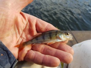 20190507_173309.jpg 20190507_173309.jpg