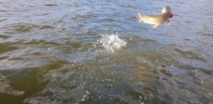 20190512_192608_002.jpg 20190512_192608_002.jpg