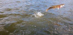 20190512_192608_003.jpg 20190512_192608_003.jpg