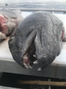 62A41EE7-8C88-48C1-9008-6559E8A6188A.jpeg 62A41EE7-8C88-48C1-9008-6559E8A6188A.jpeg