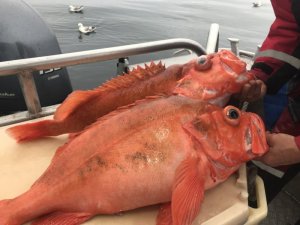 upload_2019-6-22_21-4-7.jpeg upload_2019-6-22_21-4-7.jpeg