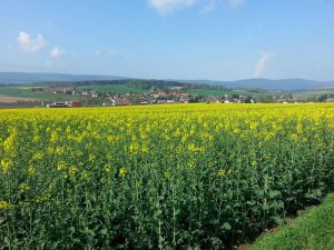 raps2_gross.jpg raps2_gross.jpg