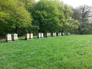 raps1_gross.jpg raps1_gross.jpg