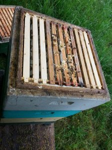 raps5_gross.jpg raps5_gross.jpg