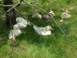 uploadfromtaptalk1399728548797.jpg uploadfromtaptalk1399728548797.jpg