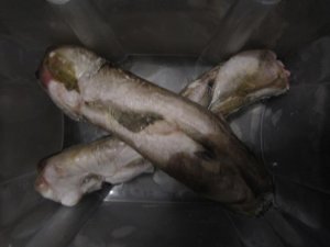 Glas-Rotbarschkopf etc 047.jpg