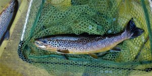 DSCN4585-2.jpg DSCN4585-2.jpg