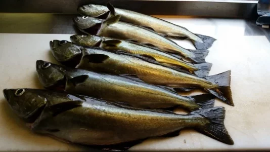 IMG-20190813-WA0023.webp IMG-20190813-WA0023.webp