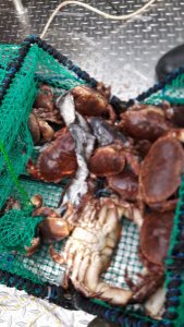 1A50769F-E427-4461-9050-14D42291E083.jpeg 1A50769F-E427-4461-9050-14D42291E083.jpeg