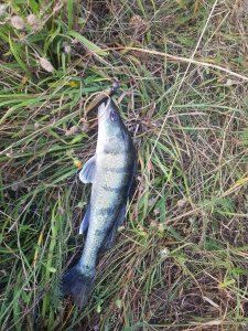 20190824_192411.jpg 20190824_192411.jpg