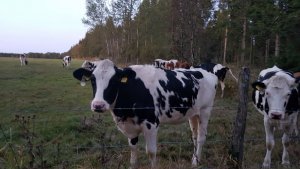 20190914_194603.jpg 20190914_194603.jpg