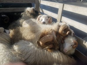 20191005_144646.jpg 20191005_144646.jpg