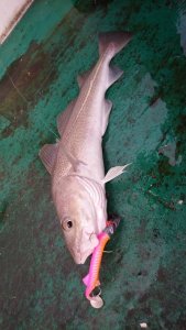 DSC_0689.JPG DSC_0689.JPG