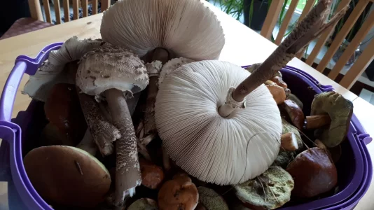 IMG-20191019-WA0002.webp IMG-20191019-WA0002.webp