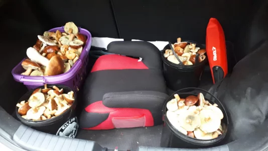 IMG-20191019-WA0004.webp IMG-20191019-WA0004.webp