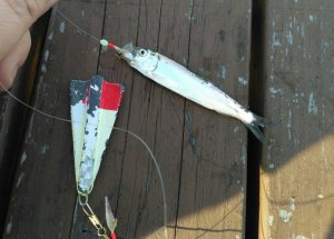 IMG_20191027_130918.jpg IMG_20191027_130918.jpg