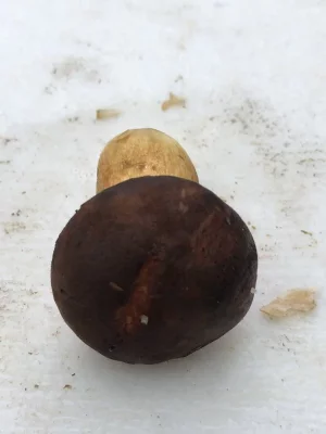 1BE10EF6-1A94-486E-9E88-C8A2CCD025D6.jpeg 1BE10EF6-1A94-486E-9E88-C8A2CCD025D6.jpeg