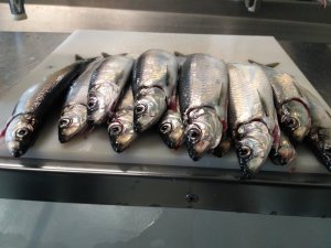 IMG_20191028_122757.jpg IMG_20191028_122757.jpg