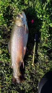 IMG-20191029-WA0011.jpg IMG-20191029-WA0011.jpg