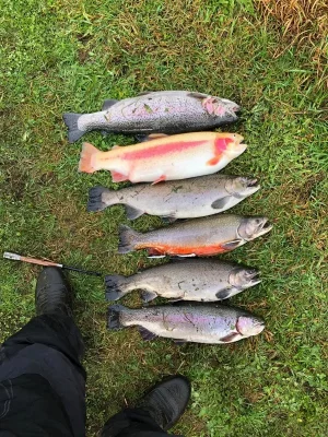 6Forellenbilder.jpg