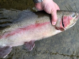 C848E19B-AA76-47BC-B785-B440BF0C8029.jpeg C848E19B-AA76-47BC-B785-B440BF0C8029.jpeg