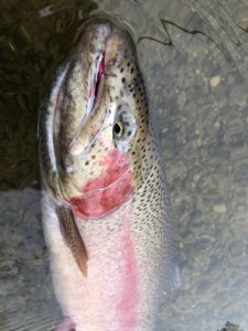 3FF63D3B-0720-4ADB-9752-778B81614D17.jpeg 3FF63D3B-0720-4ADB-9752-778B81614D17.jpeg