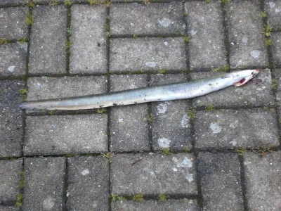 Beerdigung und Nachtangeln 026.webp