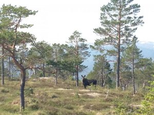 Handybilder 1367.jpg