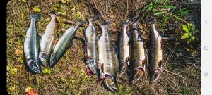 IMG-20191125-WA0000.jpg