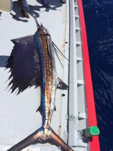 WhatsApp Image 2019-11-20 at 12.40.29.jpeg WhatsApp Image 2019-11-20 at 12.40.29.jpeg