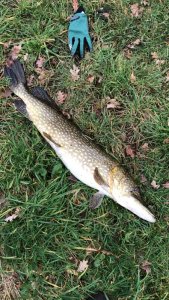 Hecht Holland 31012020 1200Uhr.JPG Hecht Holland 31012020 1200Uhr.JPG