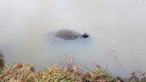 IMG-20200202-WA0011.jpg IMG-20200202-WA0011.jpg