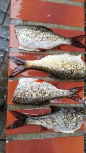 IMG-20200216-WA0003.jpg IMG-20200216-WA0003.jpg