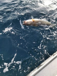 IMG_20200304_122915.jpg IMG_20200304_122915.jpg