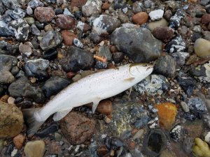 20190529_183252.jpg 20190529_183252.jpg