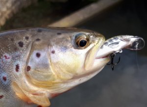 20200308_182526.jpg 20200308_182526.jpg