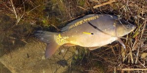 20200321_124428.jpg 20200321_124428.jpg