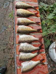 IMG-20200321-WA0003.jpg IMG-20200321-WA0003.jpg